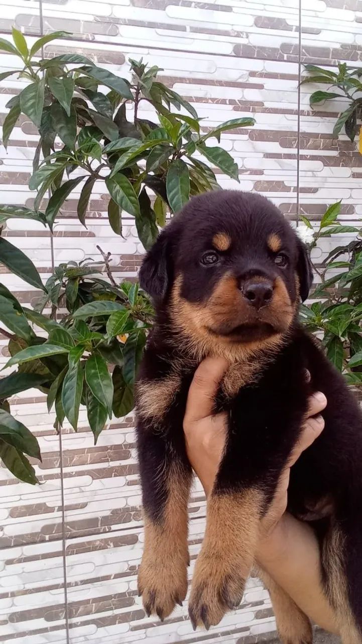 Lindos bbs de rottweiler  - Foto 5