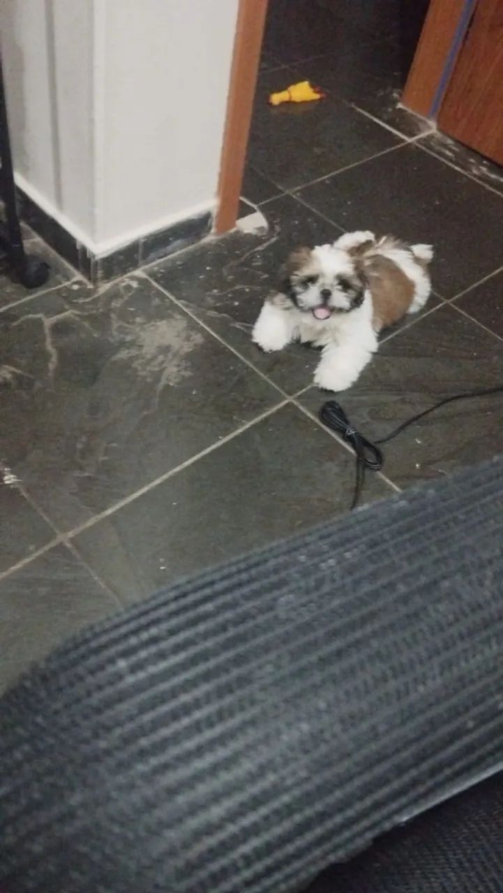 Filhote Shih Tzu macho  - Foto 3