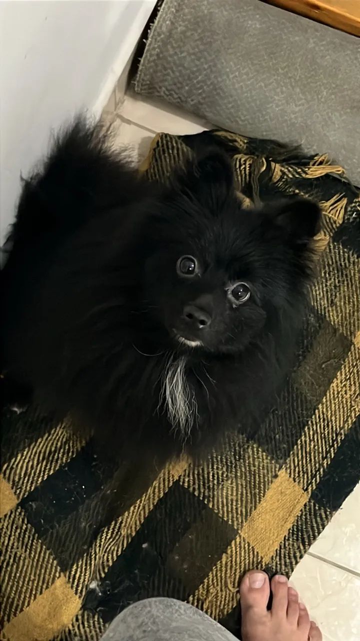 Filhote de spitz alemão.  - Foto 2
