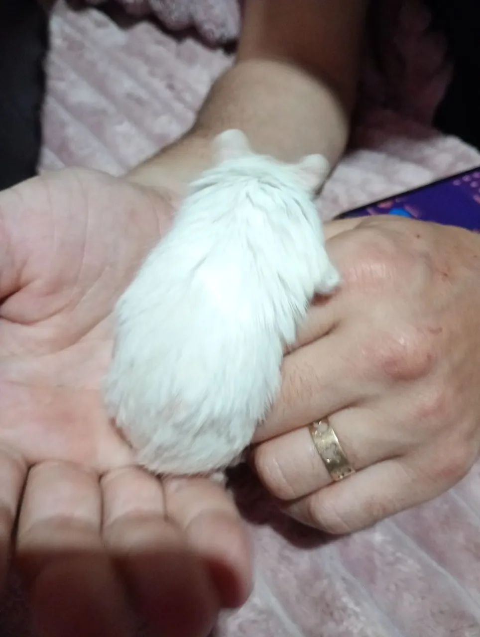 gerbil esquilo da mongolia - Foto 4