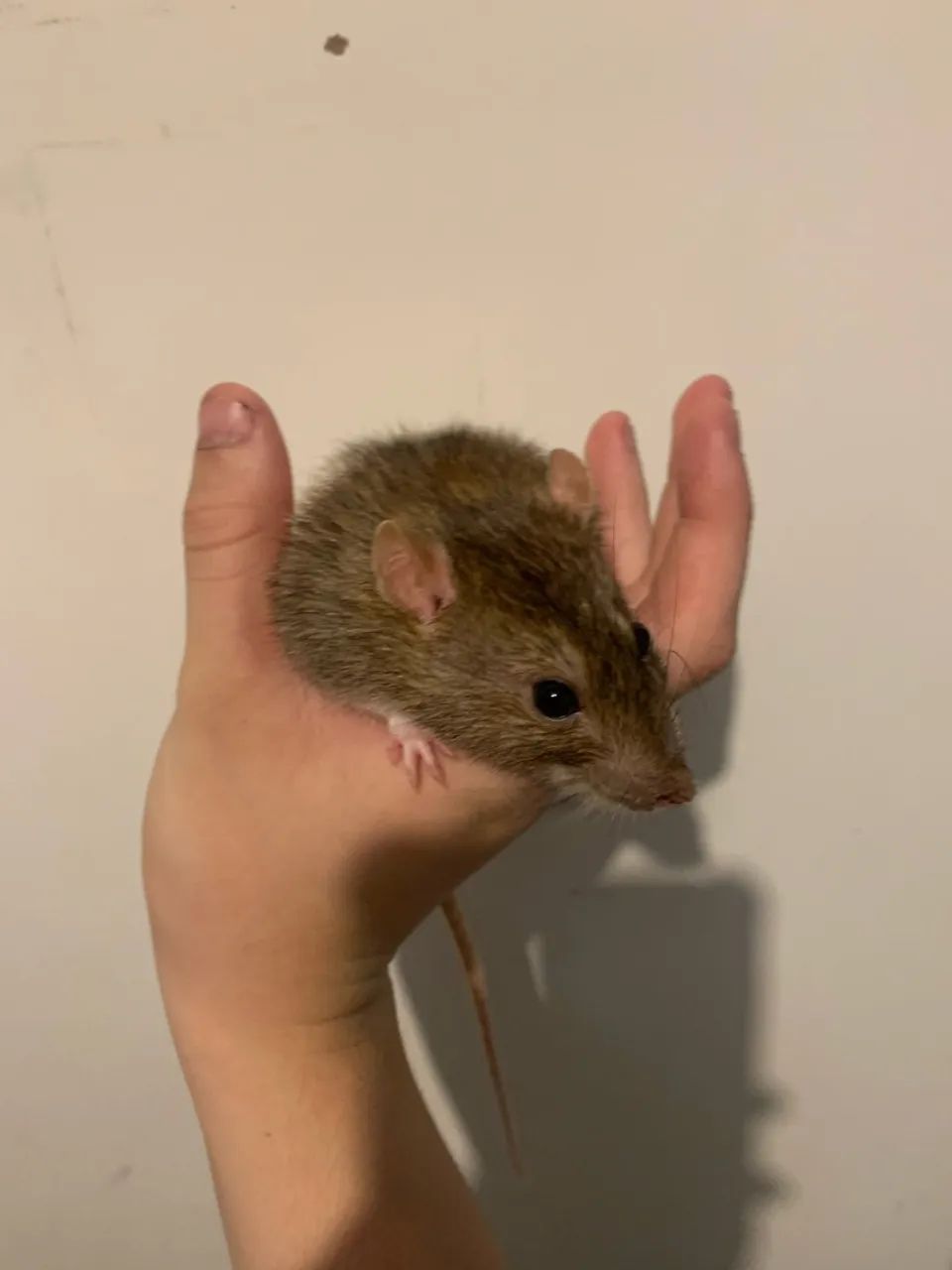 DOA-SE RATINHO DOCIL  - Foto 2