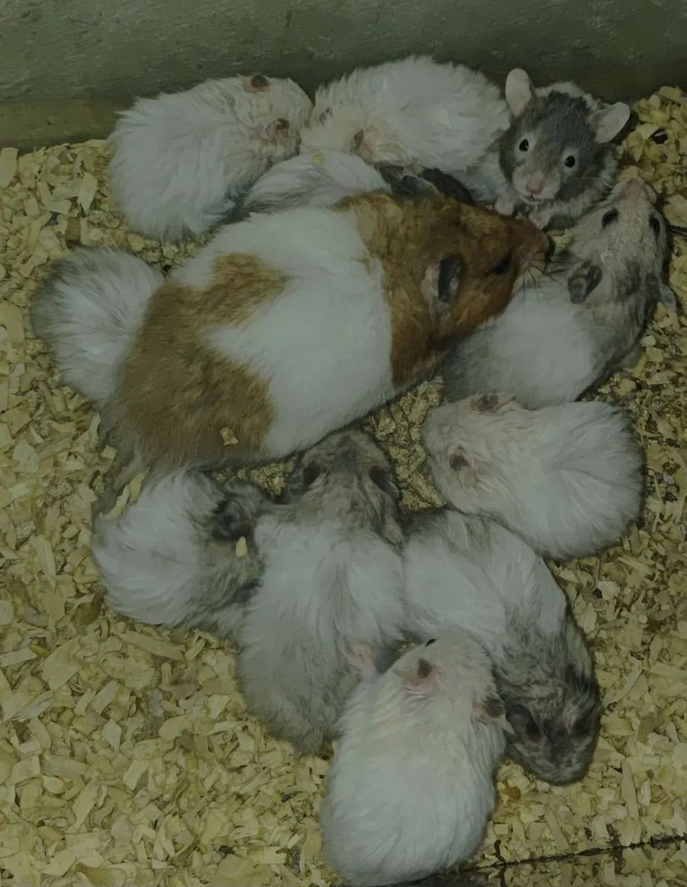 Hamster Sírio 