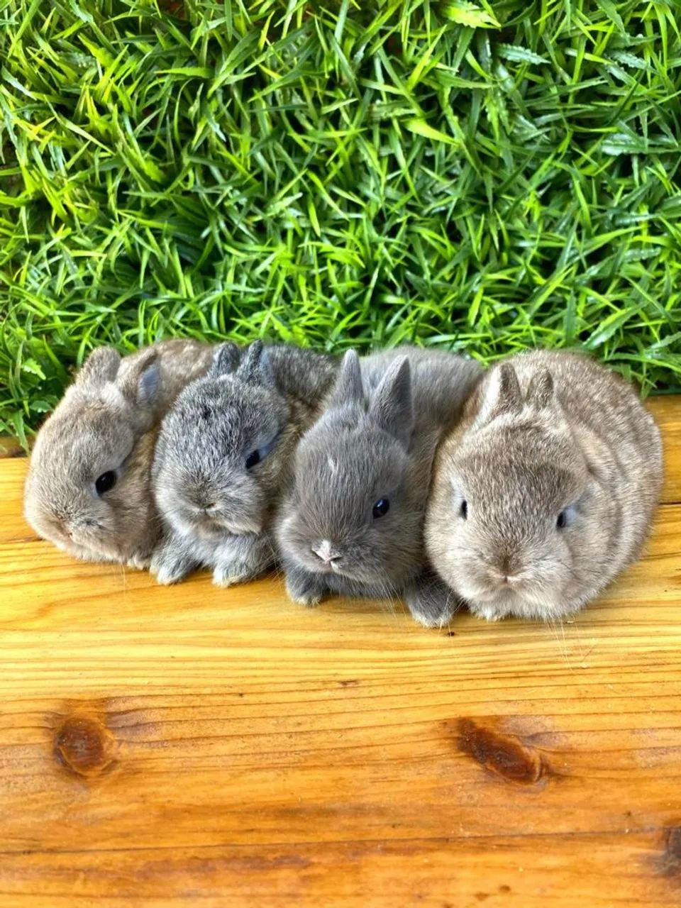 Coelho anão netherland dwarf - Foto 4