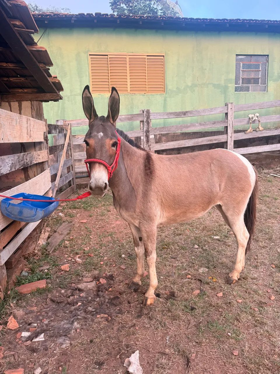 Mula Marchadeira - Mulinha com Cutuca - Foto 3
