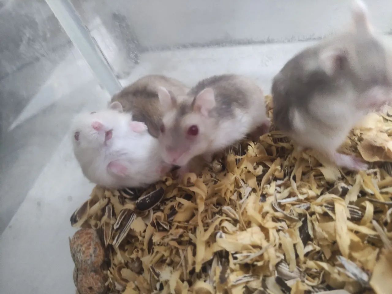 Hamister anão russo - Foto 3