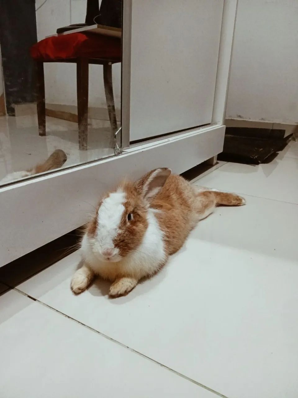 Vende-se coelha fêmea  - Foto 3