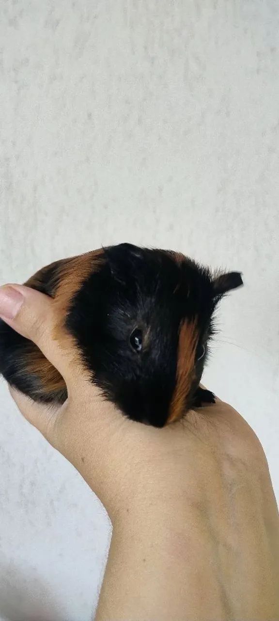 Bebês de Porquinho da Índia - Foto 3