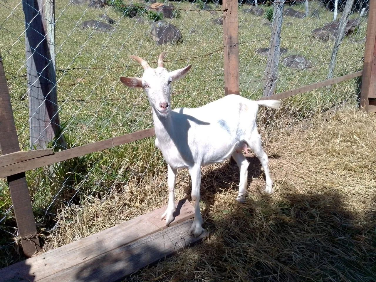 Vendo cabra e cabritinho  - Foto 3