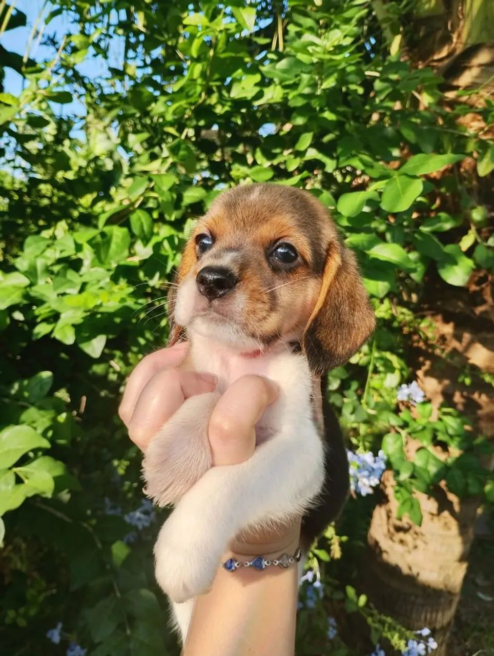 13 polegadas Beagle Filhotes Pedigree Vacinados Garantias - Foto 3