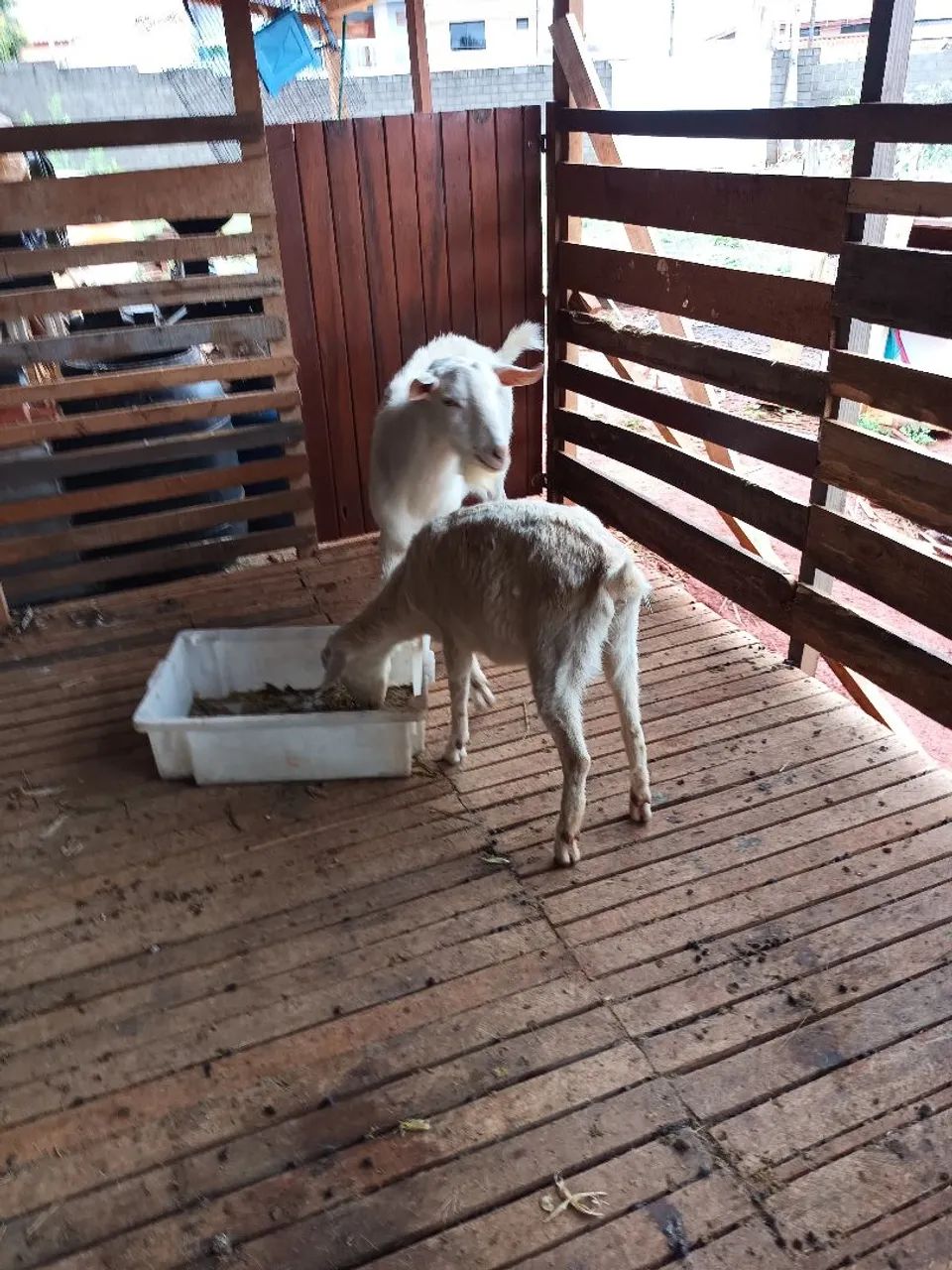 Cabcabras saney  - Foto 2