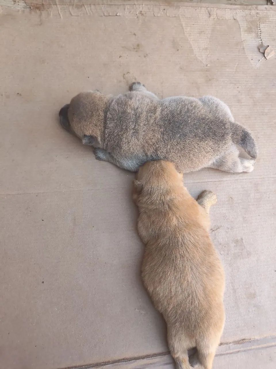 Chow Chow 