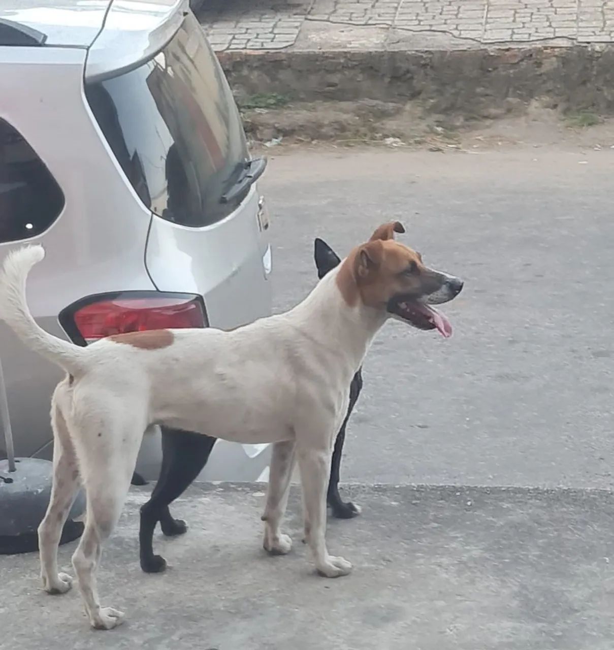 Cães abandonados  são dois 