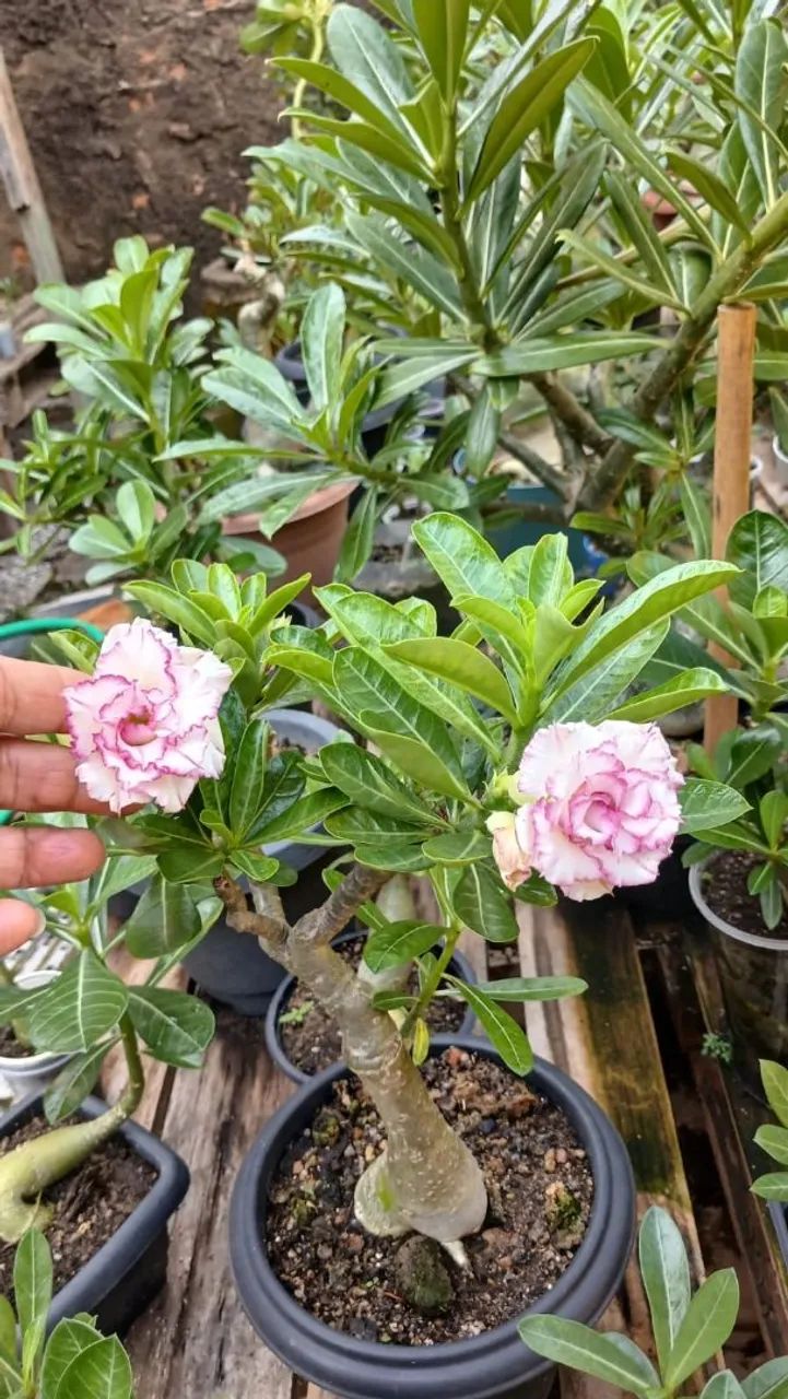 Rosa do deserto  - Foto 3