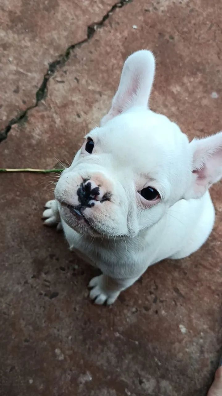 Buldogue francês 