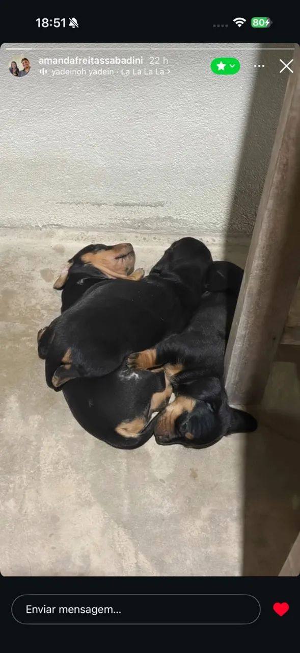 FILHOTES DE DASCHUND SALSICHA  - Foto 3