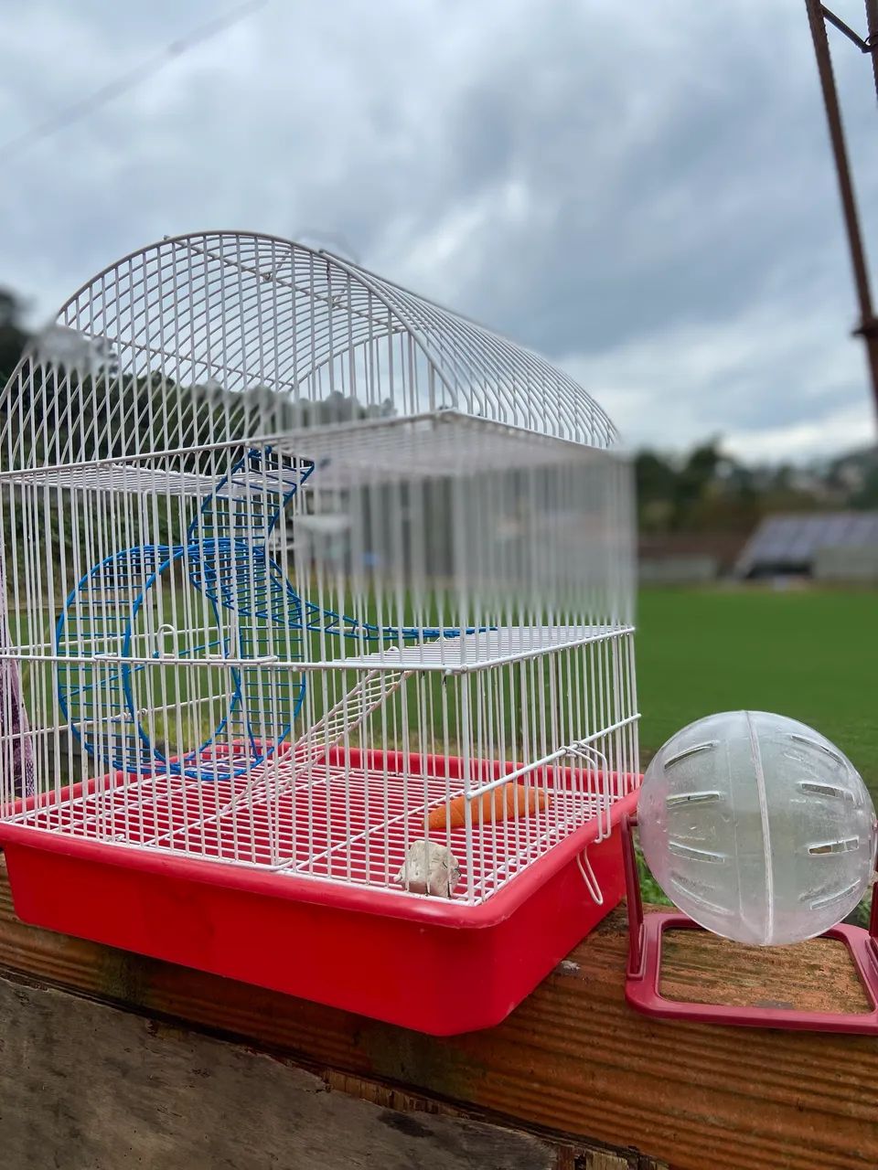 Gaiola e bola transparente Hamster