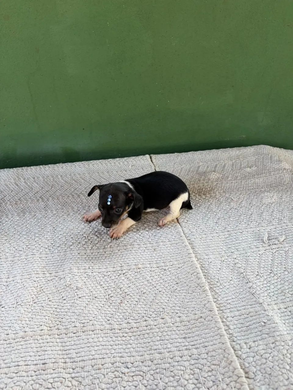 Filhote Pinscher Macho - Foto 4