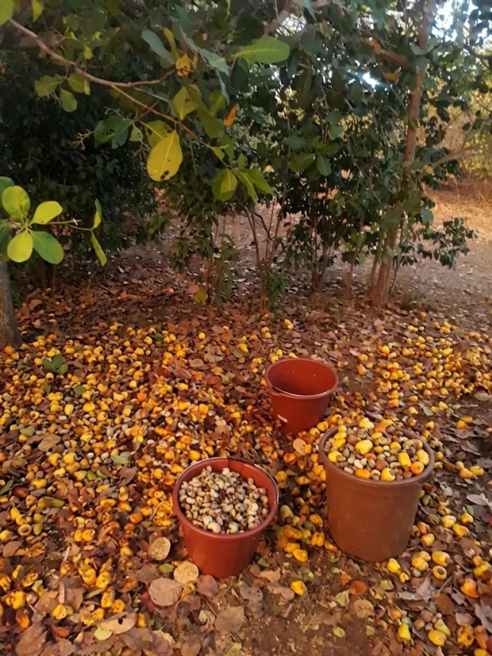 Vendo Terreno 45 hectares Aroazes /piaui