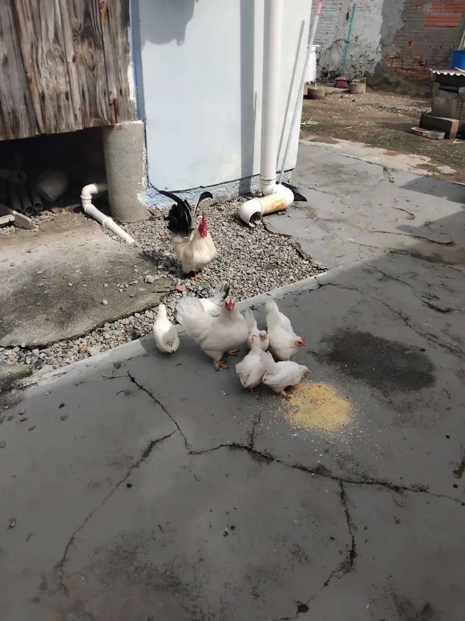 7 pintinhos de Mini garnizé - Foto 4