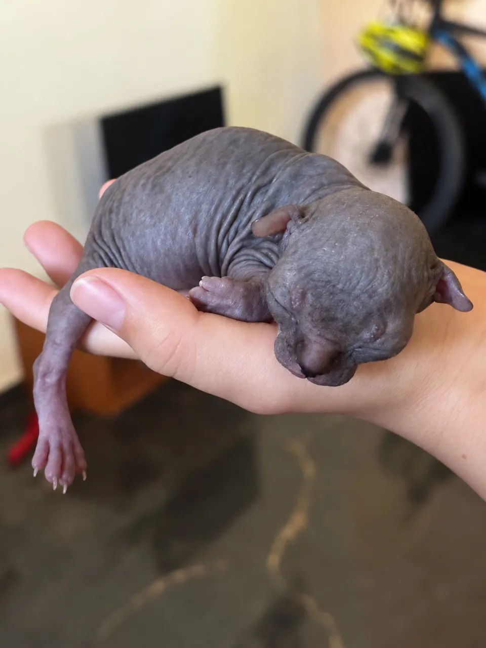 Gato Sphynx 