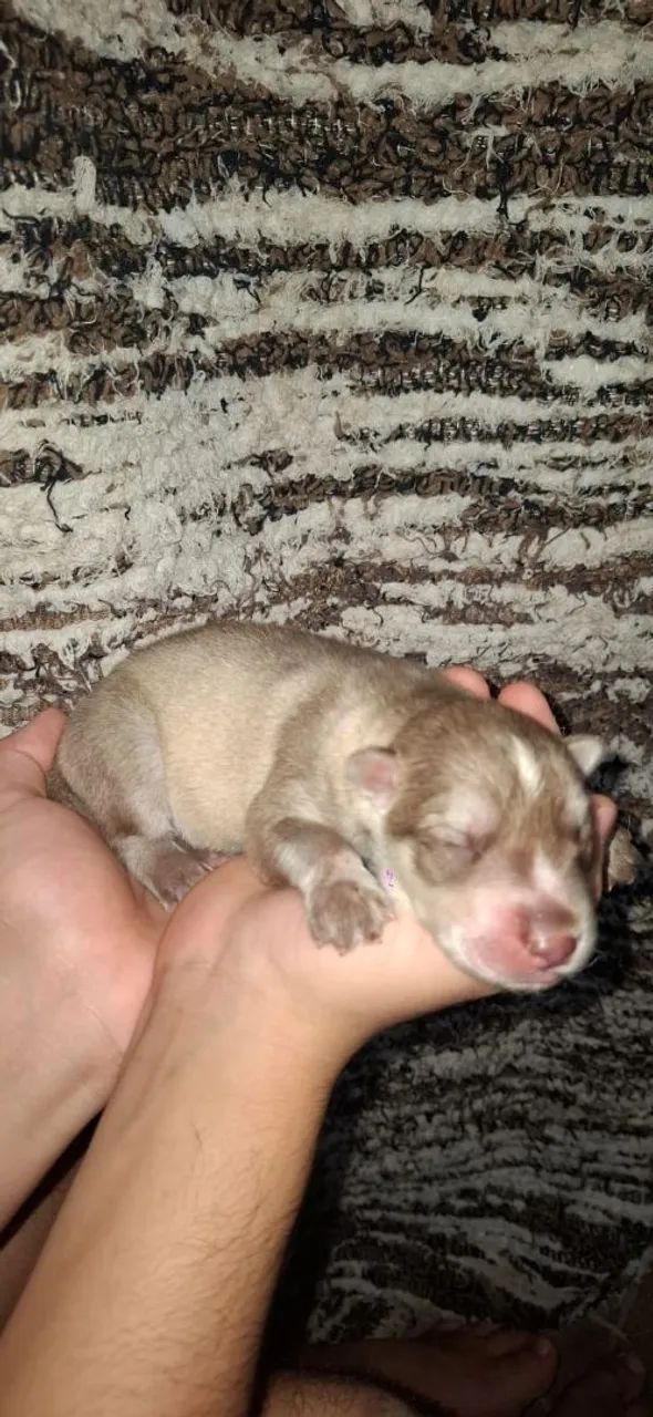 Filhotes de Husky - Foto 3