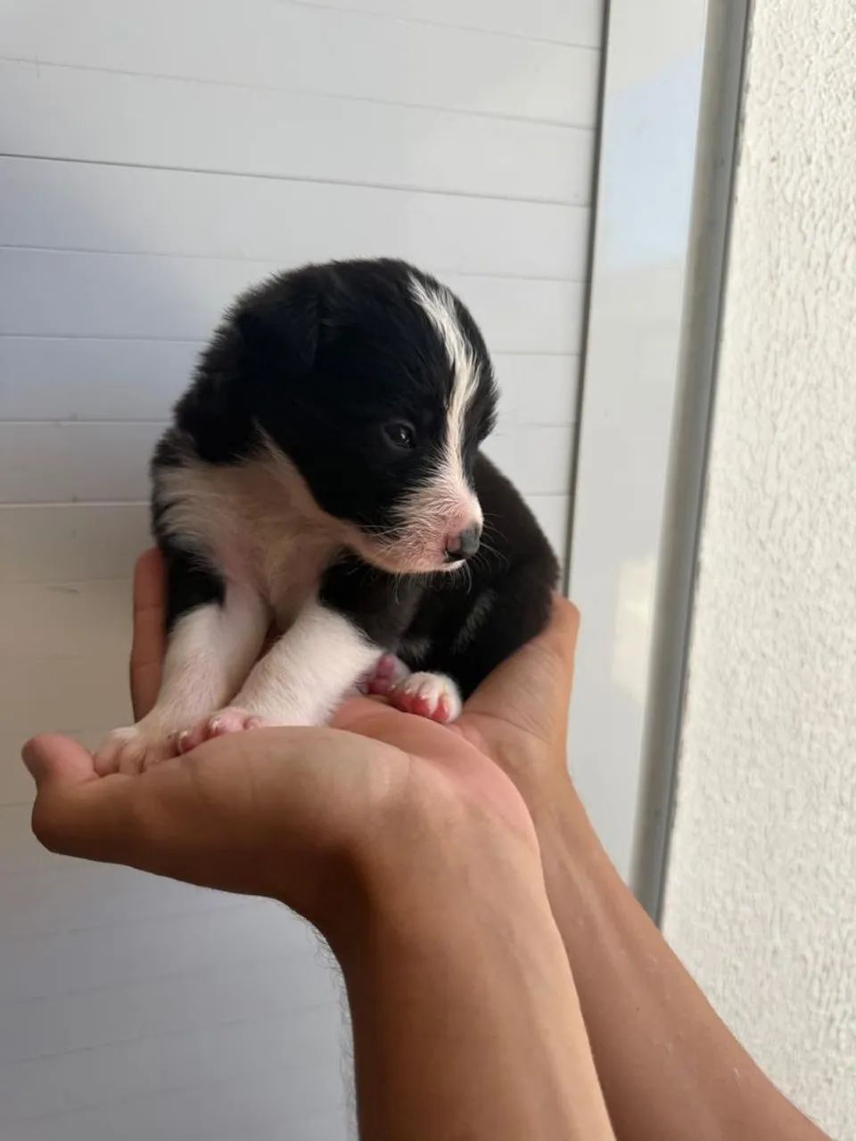Filhote de Border Collie legítimo  - Foto 2
