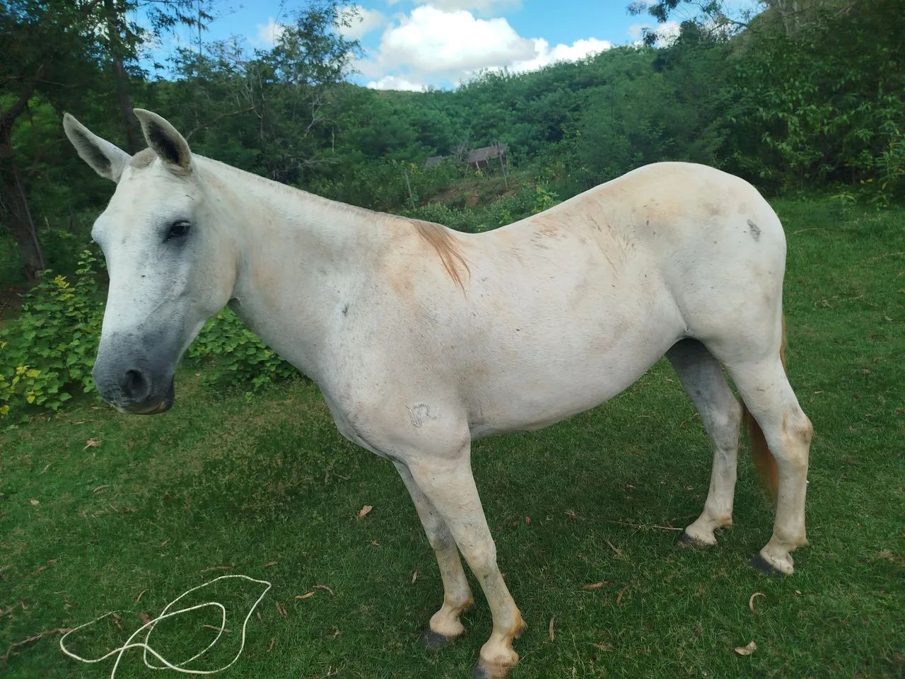 Vendo Égua mangalarga 