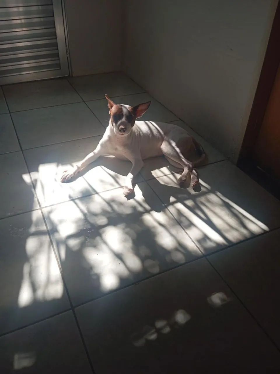 Doa-se cachorra - Foto 2
