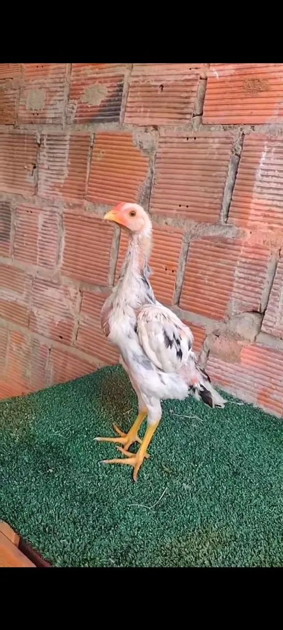 Pinto e raça  - Foto 3