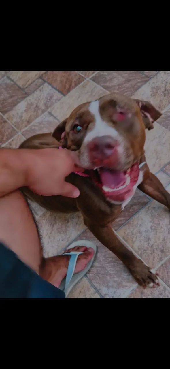 Doando pit bull - Foto 5