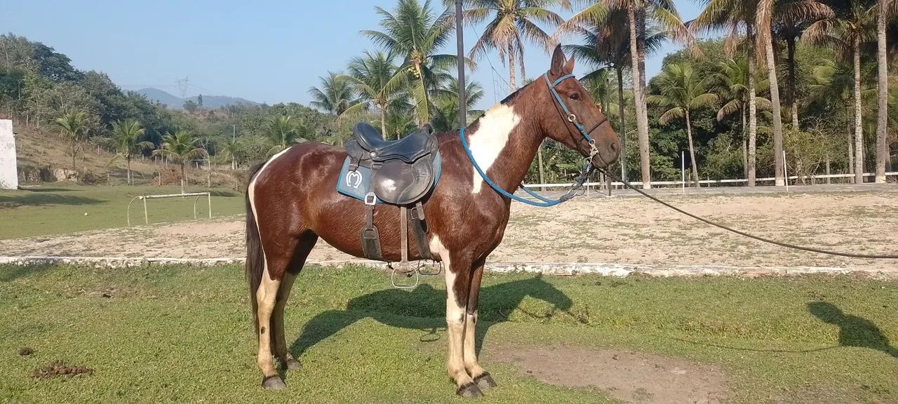 Egua pampa de marcha picada 