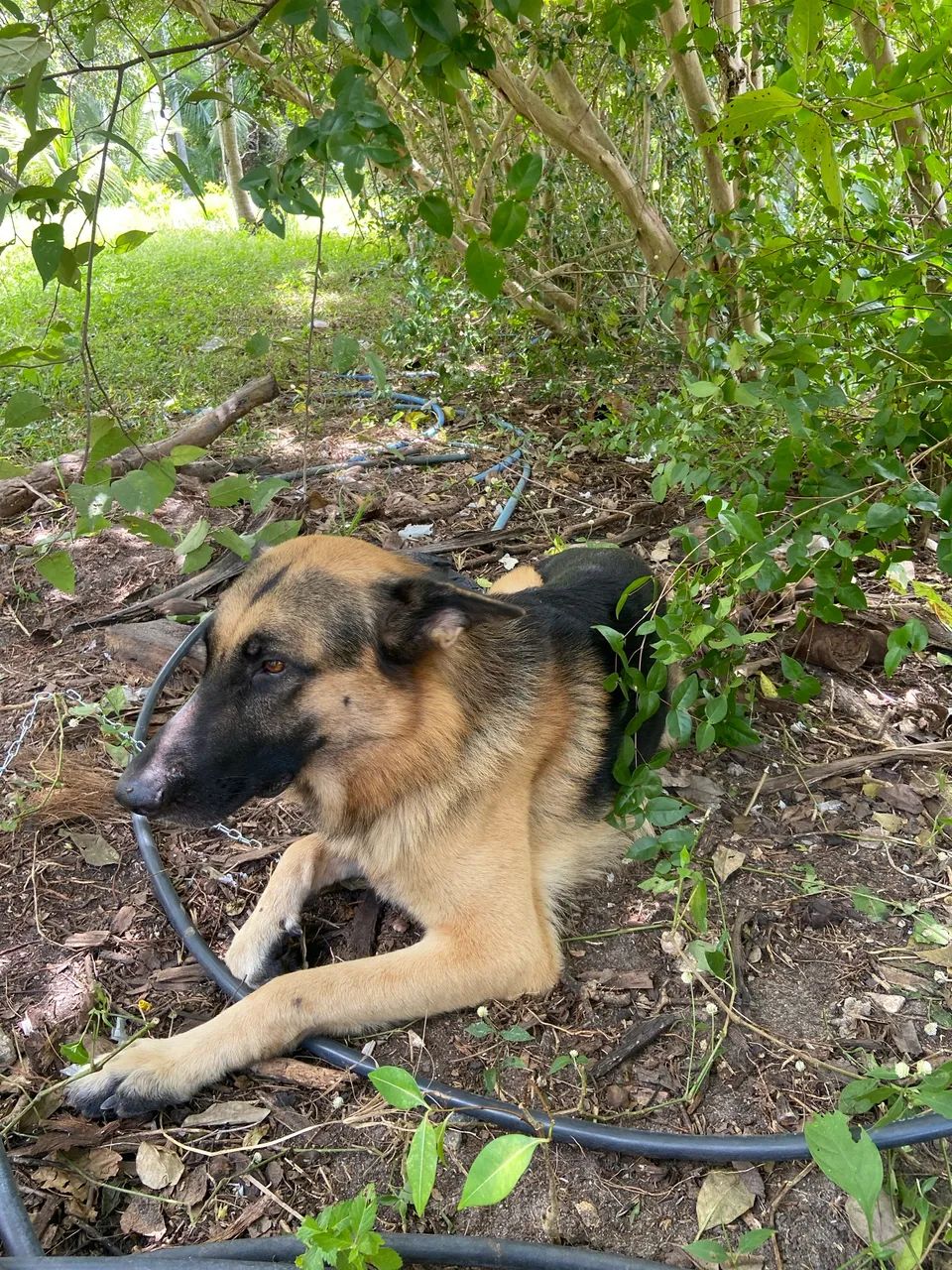 Cachorro Pastor Alemão 