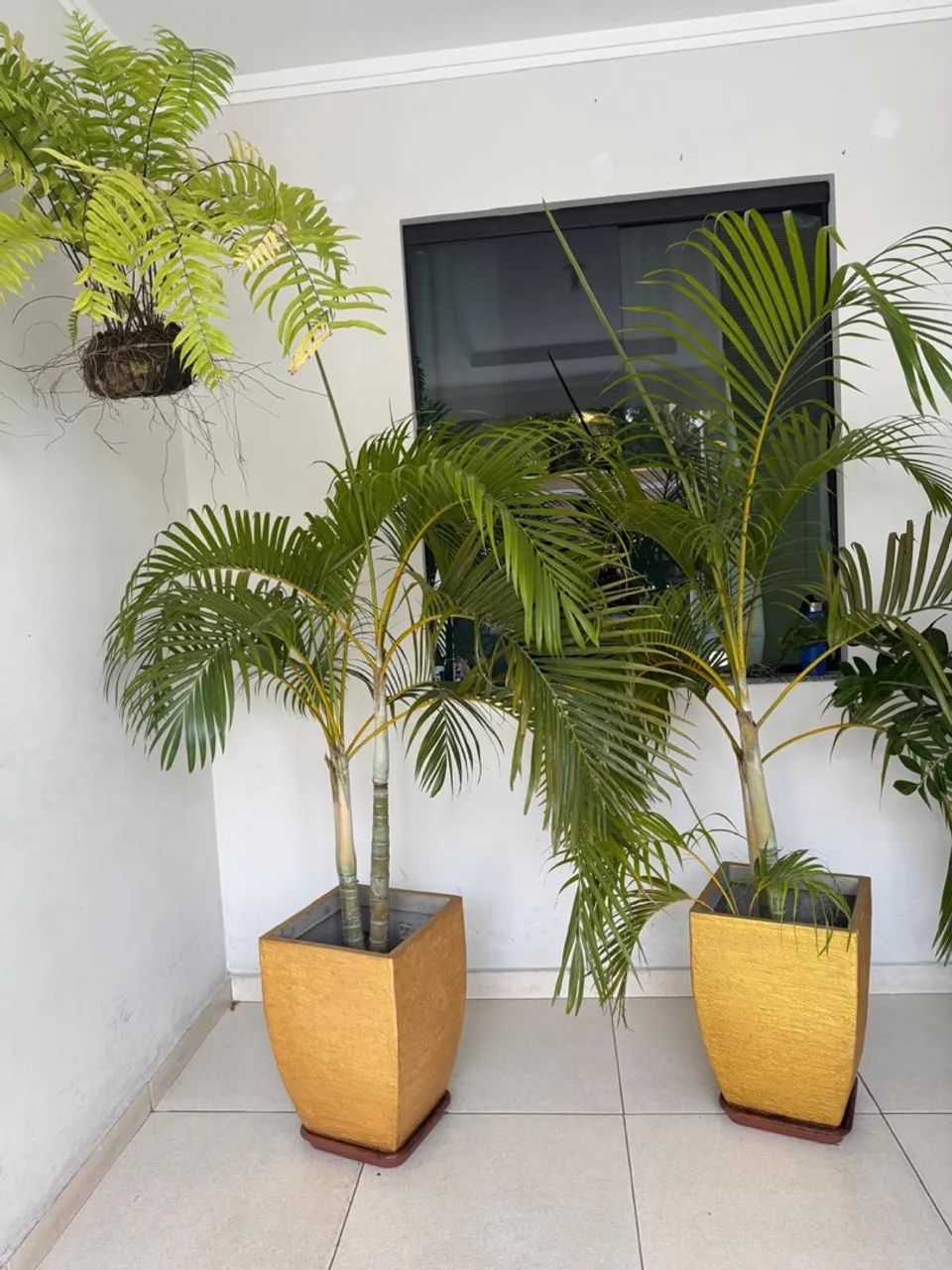 Vendo várias plantas 