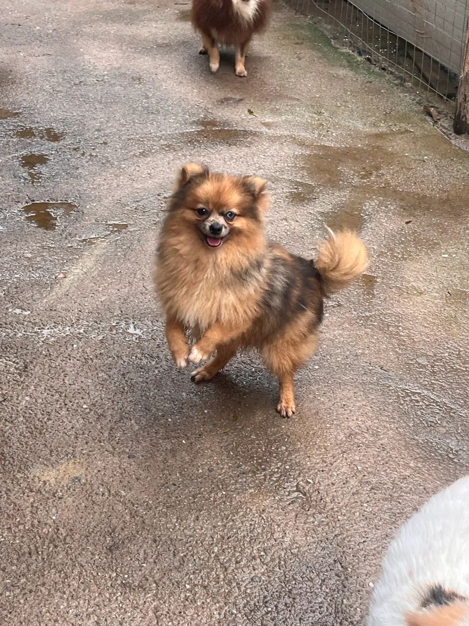 Spitz alemão  - Foto 2