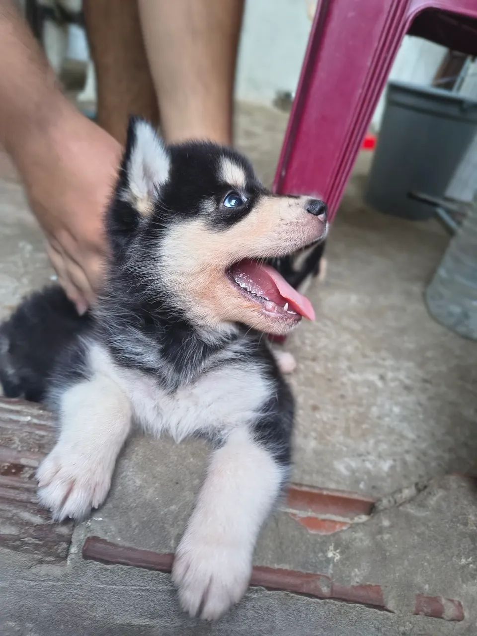 Filhotes de husky siberiano - Foto 3