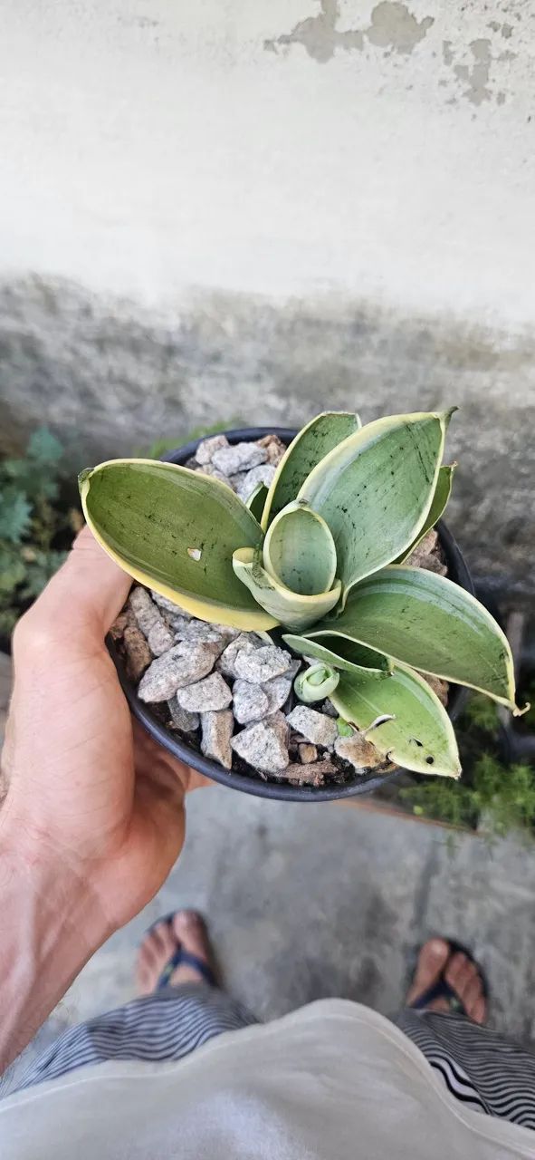Plantas mini espadinhas variadas. - Foto 5