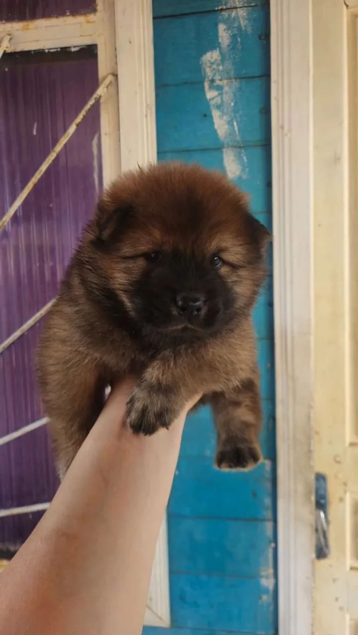 Chow Chow  - Foto 3