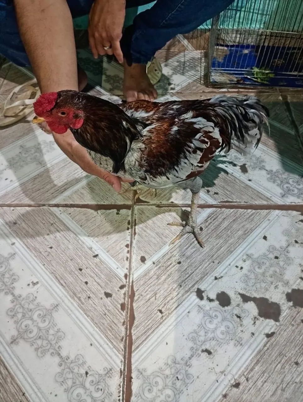 Galo e galinhas para venda  - Foto 4