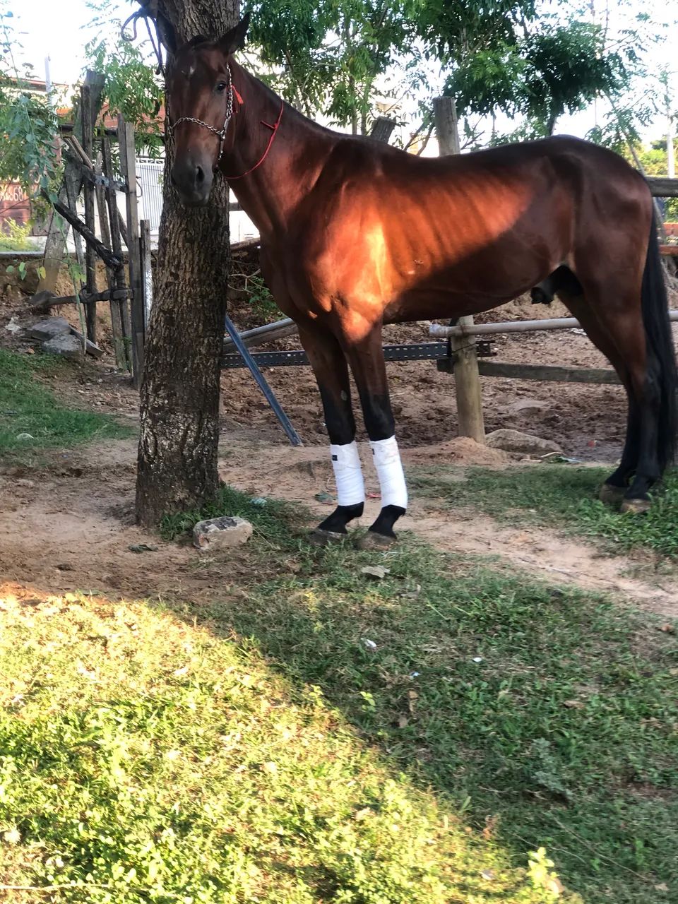 Vendo cavalo puro Nacional ?