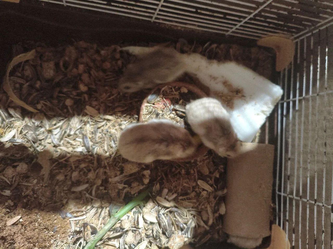 Hamster - Foto 2