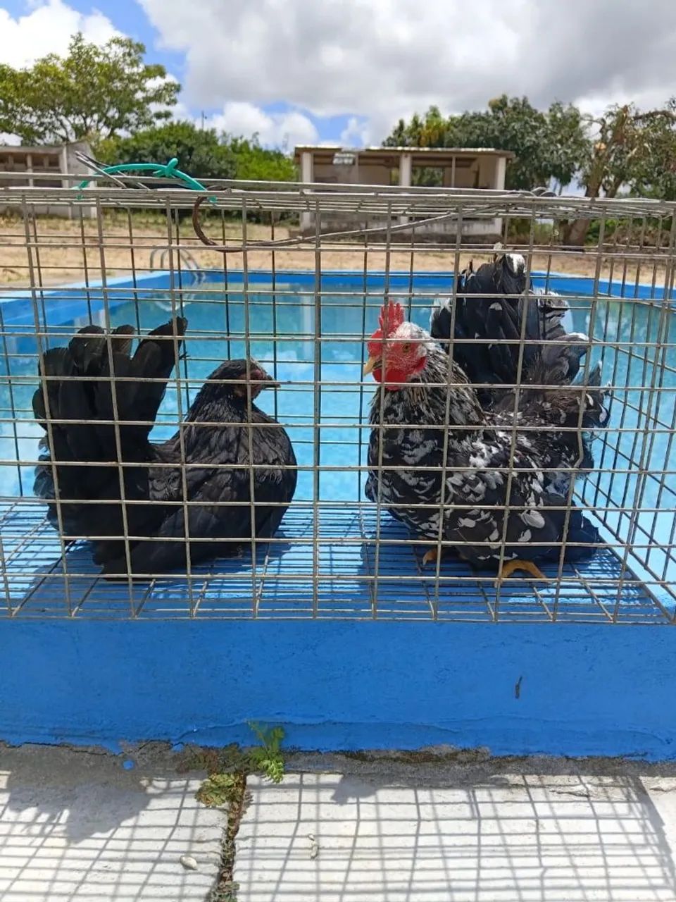 Ovos de galinha GSB e Nagasaki 