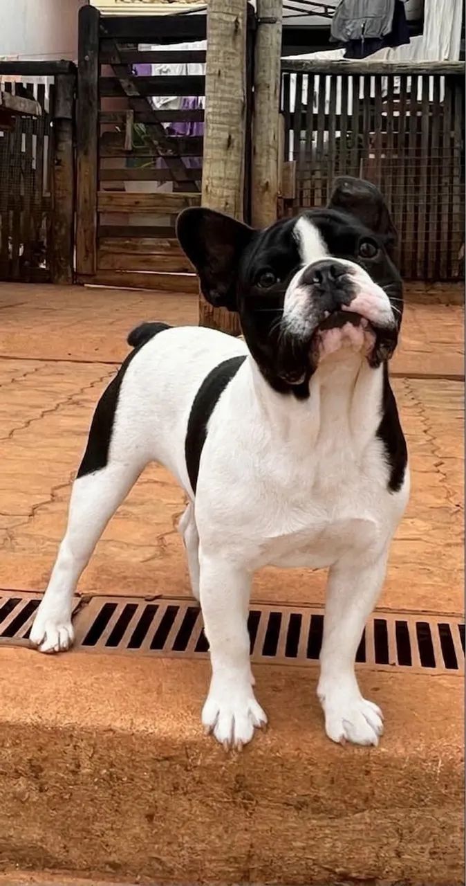 Buldog francês  - Foto 2