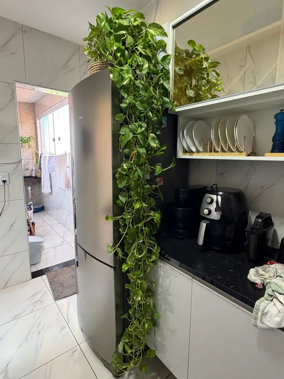 Planta jiboia  - Foto 2