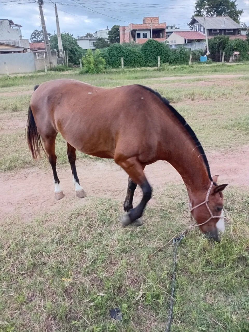 Cavalo - Foto 3