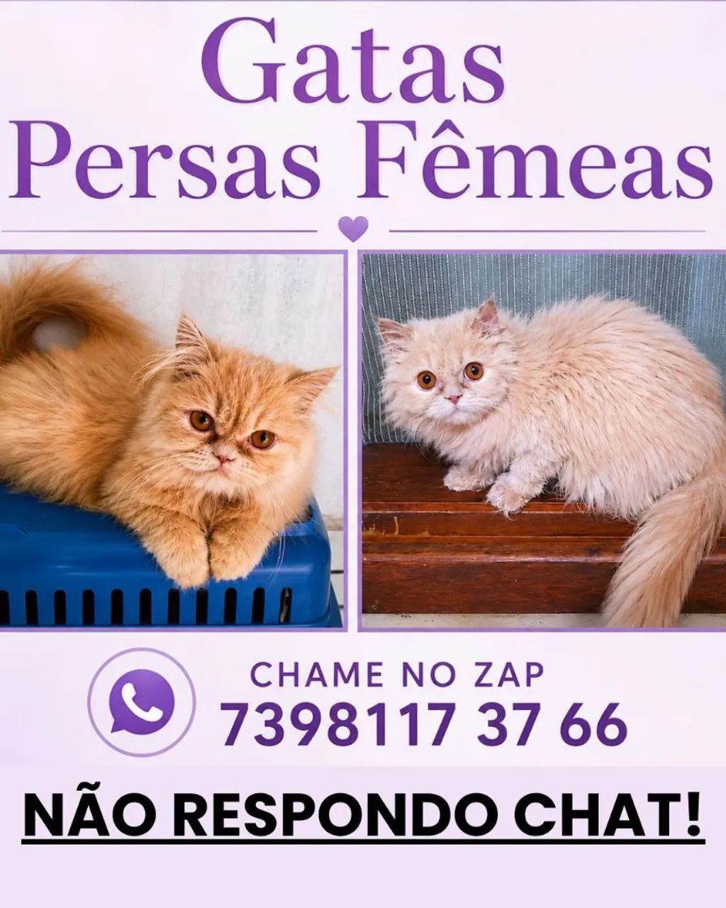 Gatas fêmeas ( Entrego) 