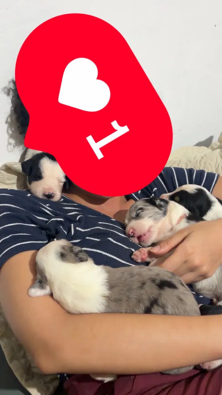 Filhotes de Border Collie  - Foto 4