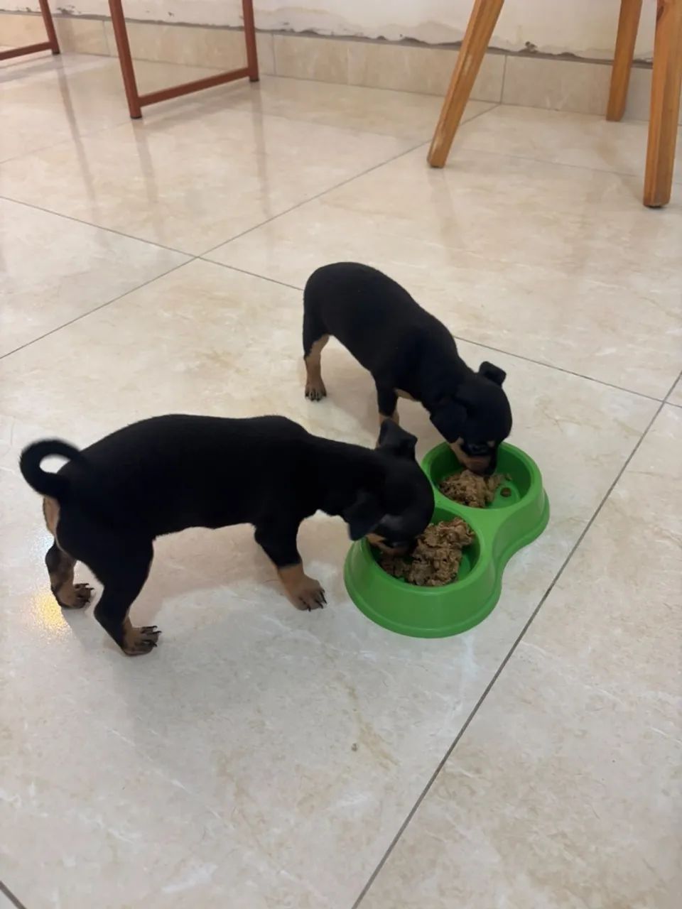Cachorro  - Foto 2