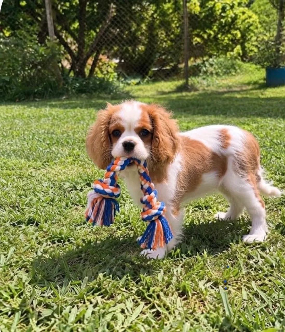 Filhote macho de Cavalier