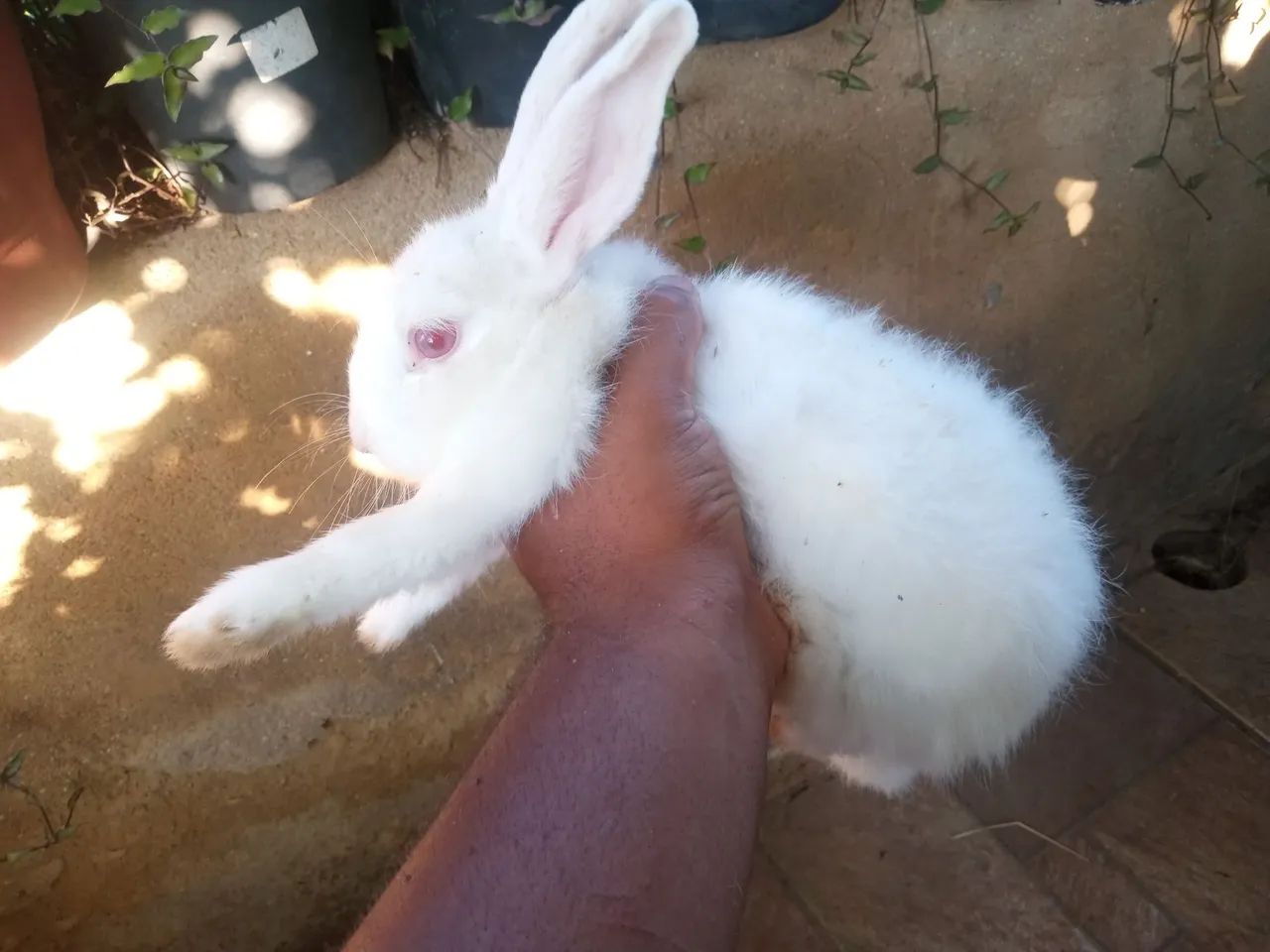 Coelhos - Foto 4