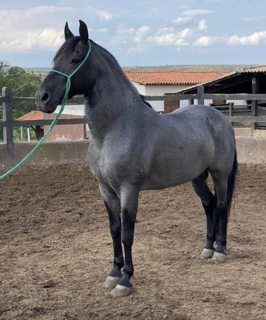 Vendo cavalos de grande porte 